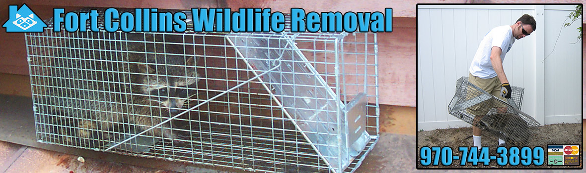 Fort Collins Wildlife and Animal Removal